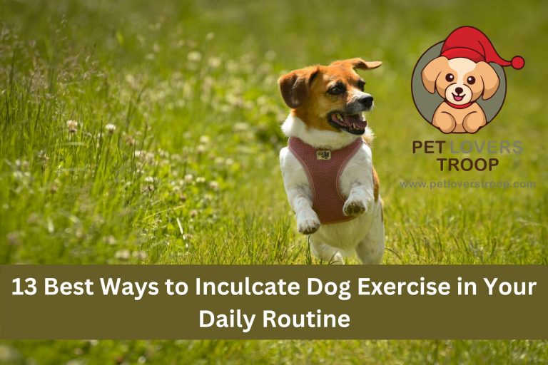 13 Best Ways to Exercise With Your Dog