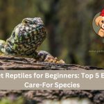 Best Pet Reptiles for Beginners: Top 5 Easy-to-Care-For Species