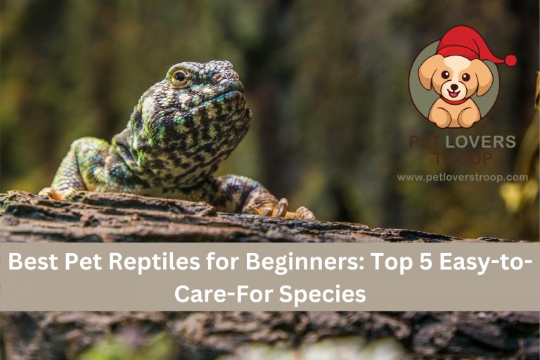 Best Pet Reptiles for Beginners: Top 5 Easy-to-Care-For Species