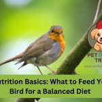 What to Feed Your Pet Bird for a Balanced Diet