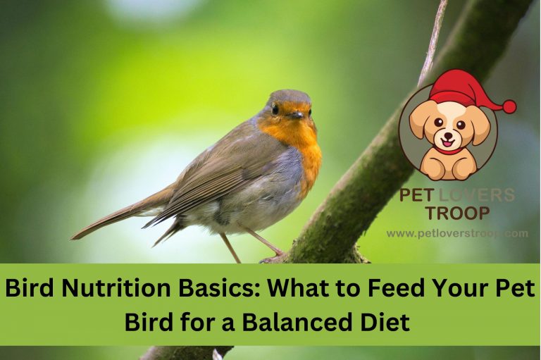 What to Feed Your Pet Bird for a Balanced Diet