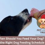 How Often Should You Feed Your Dog Setting the Right Dog Feeding Schedule