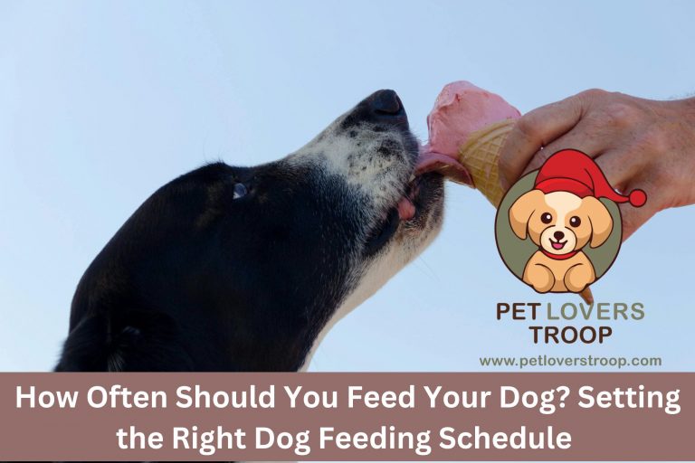 How Often Should You Feed Your Dog Setting the Right Dog Feeding Schedule