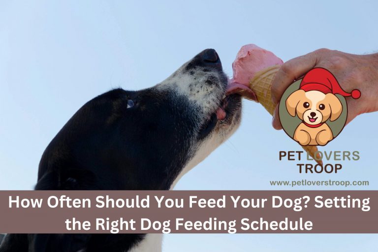 dog feeding