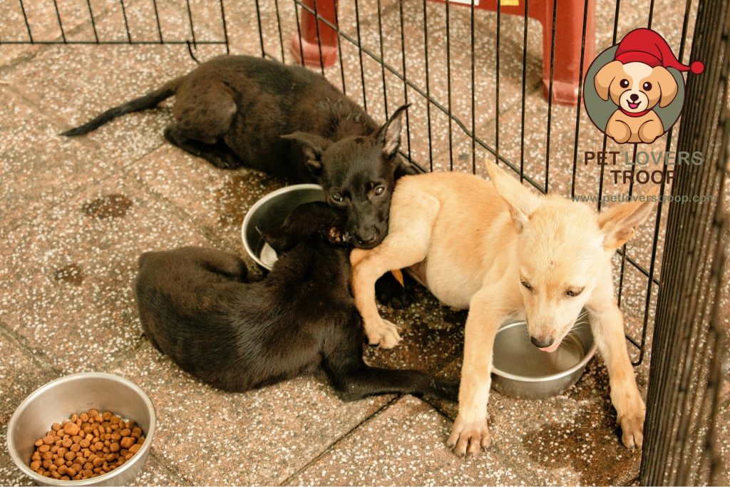 dog feeding