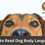 How to Read Dog Body Language