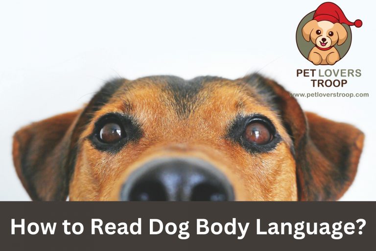 How to Read Dog Body Language