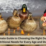 The Ultimate Guide to Choosing the Right Duck Feed