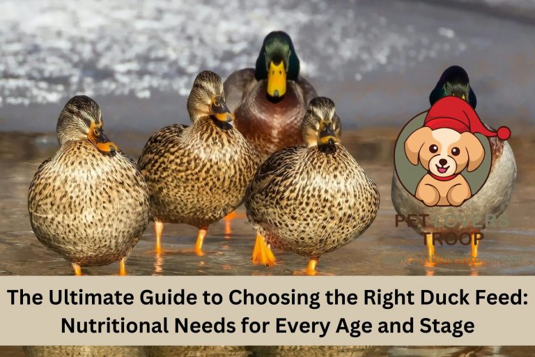 The Ultimate Guide to Choosing the Right Duck Feed