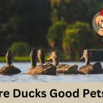 Are Ducks Good Pets