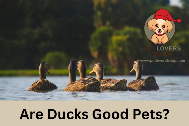 Are Ducks Good Pets