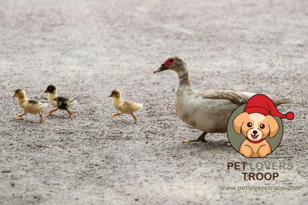 ducks pets