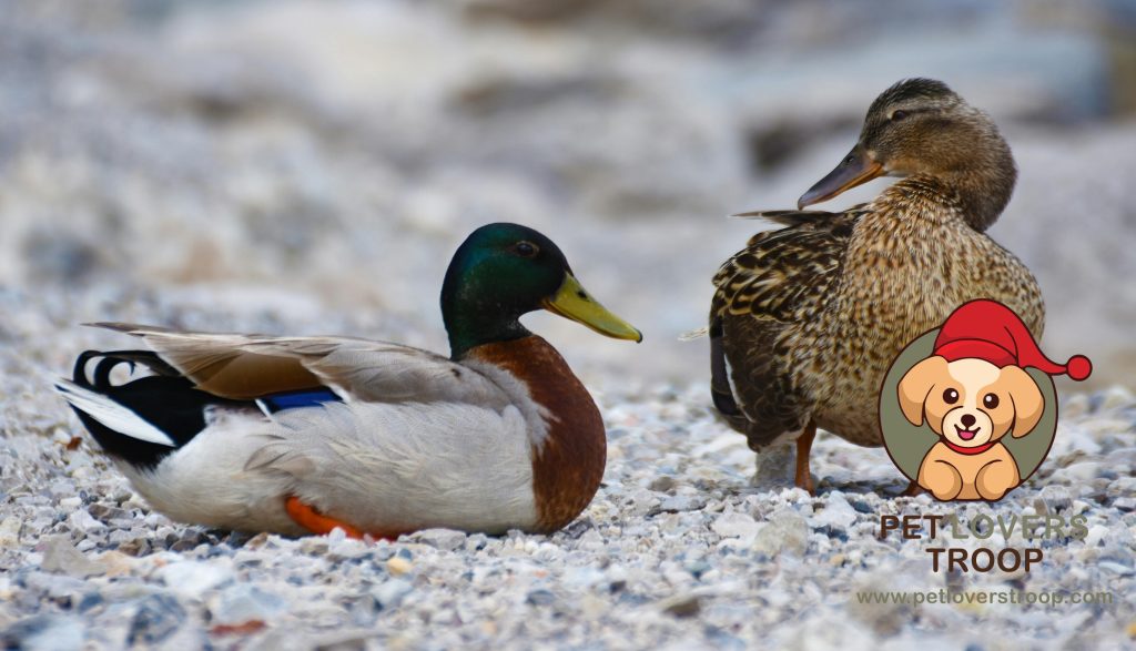 Pet ducks