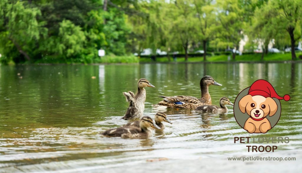 Duck pets