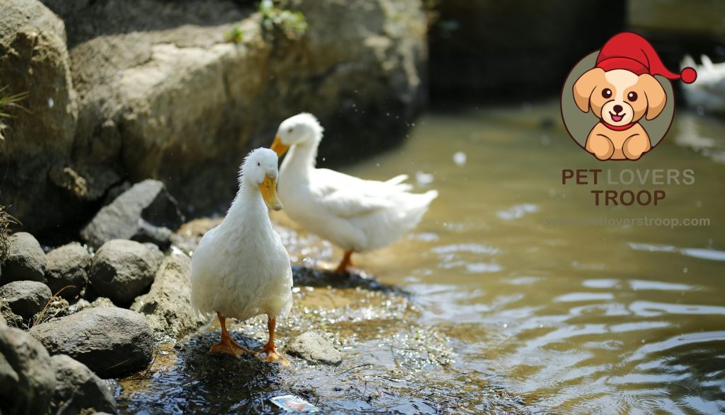 Ducks as pets