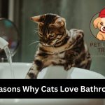 cat in bathtub