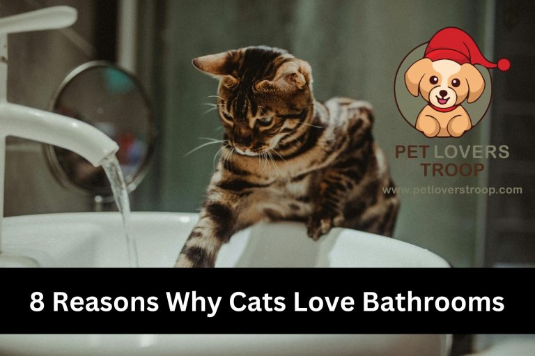 cat in bathtub