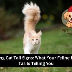 cat tail signs