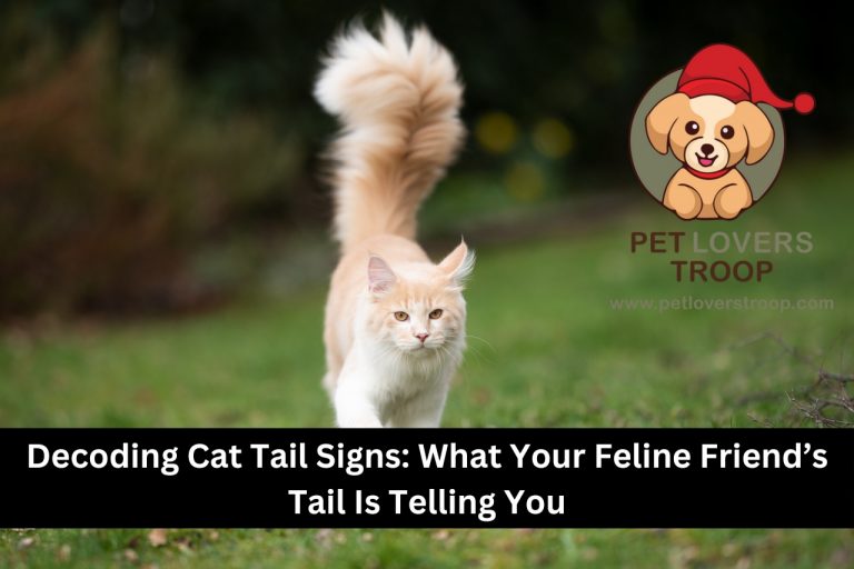 cat tail signs