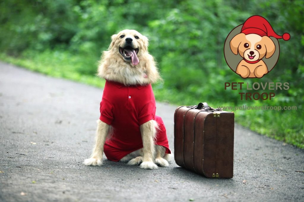 How to prepare pets for travel 