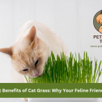 grass for cats