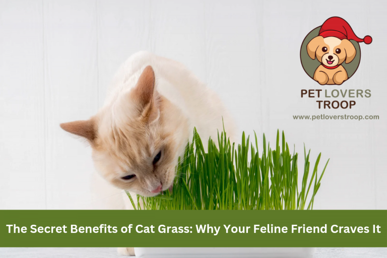 grass for cats
