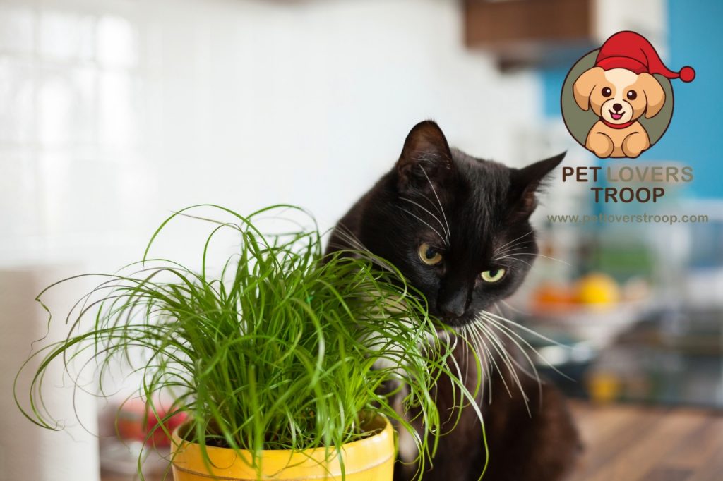 Cat grass
