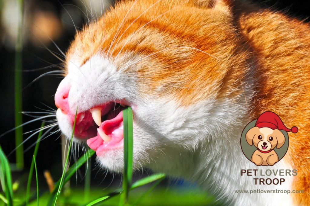 Cat grass eating