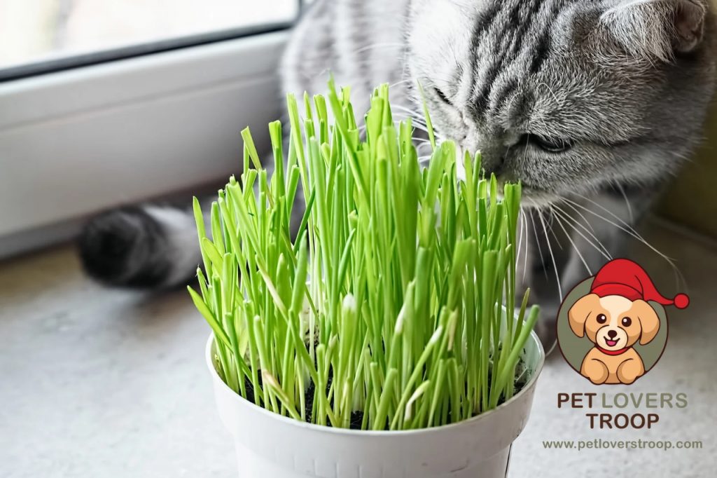 Cat eating