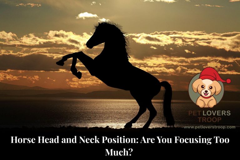 Horse head and neck position