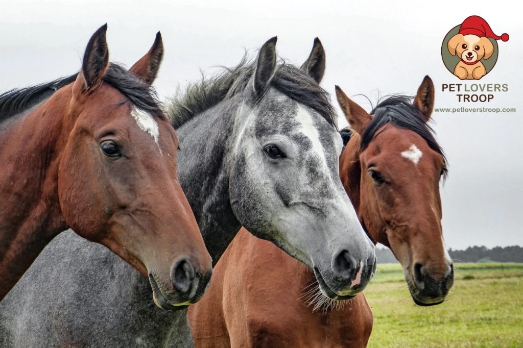 EIA symptoms in horses