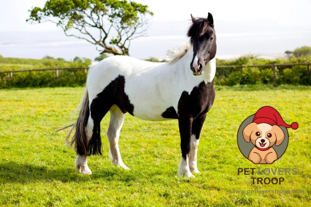 equine infectious anemia in horses