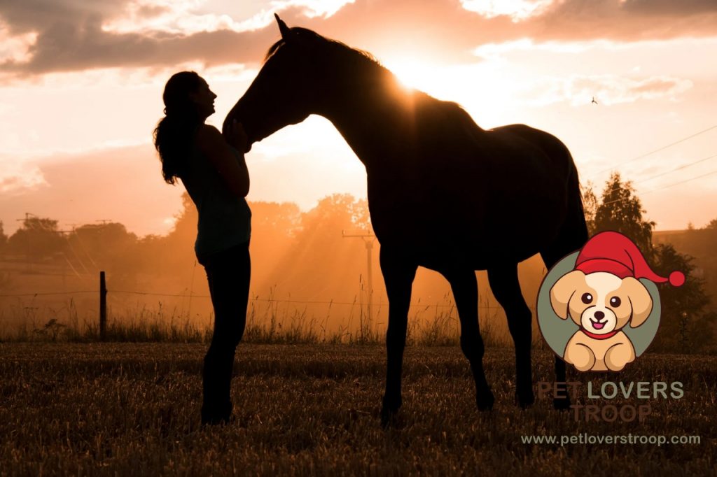 Horse head and neck position