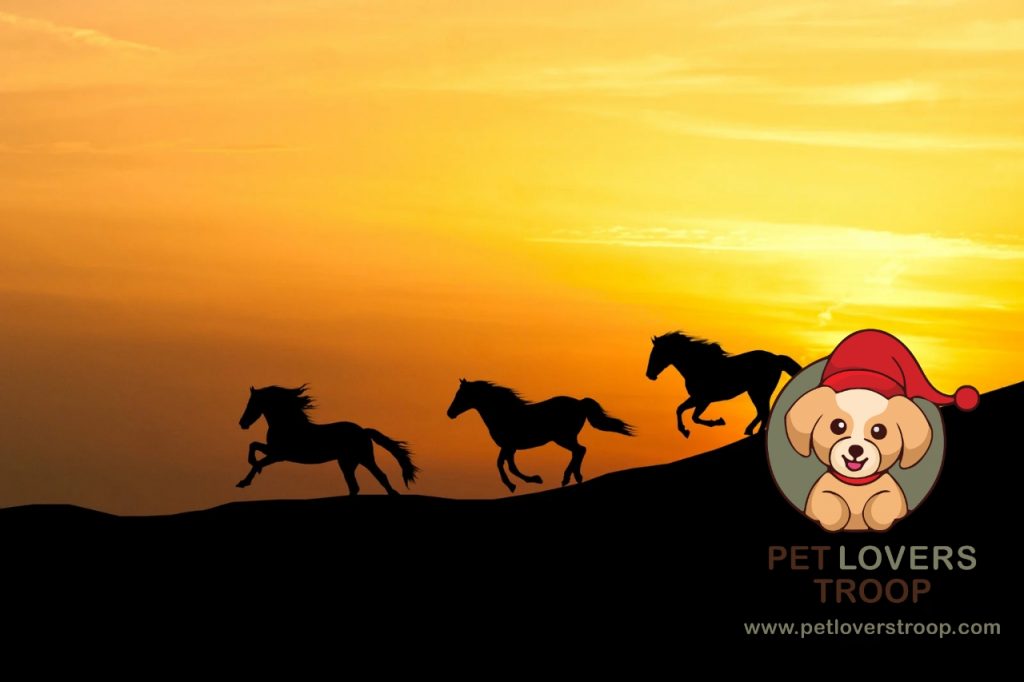 Horse training body balance