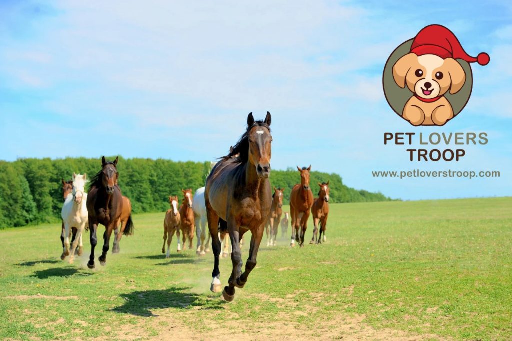 Common horse training mistakes