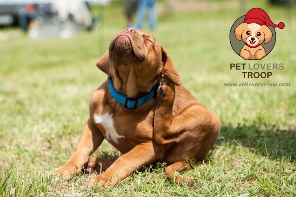 fleas and ticks in pets