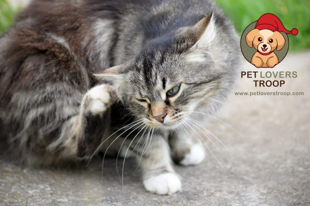 can fleas and ticks cause health issues in pets?