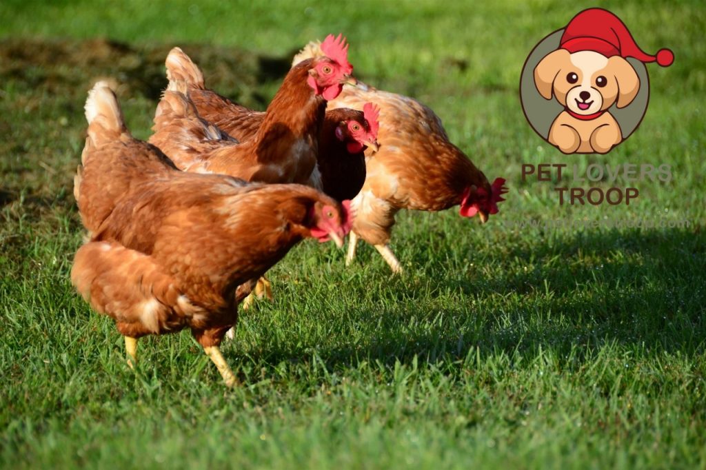 Basic chicken care