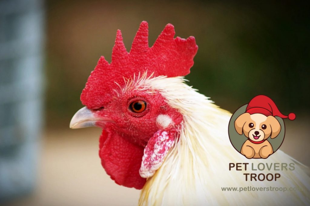 Daily care routine for backyard chickens