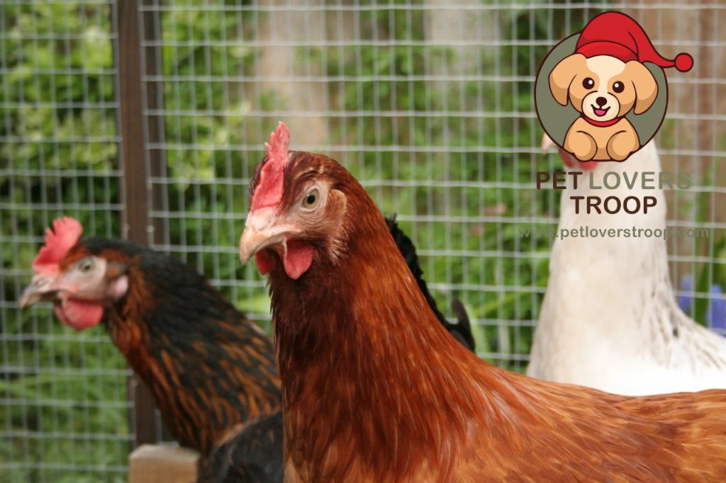 How to set up a chicken coop
