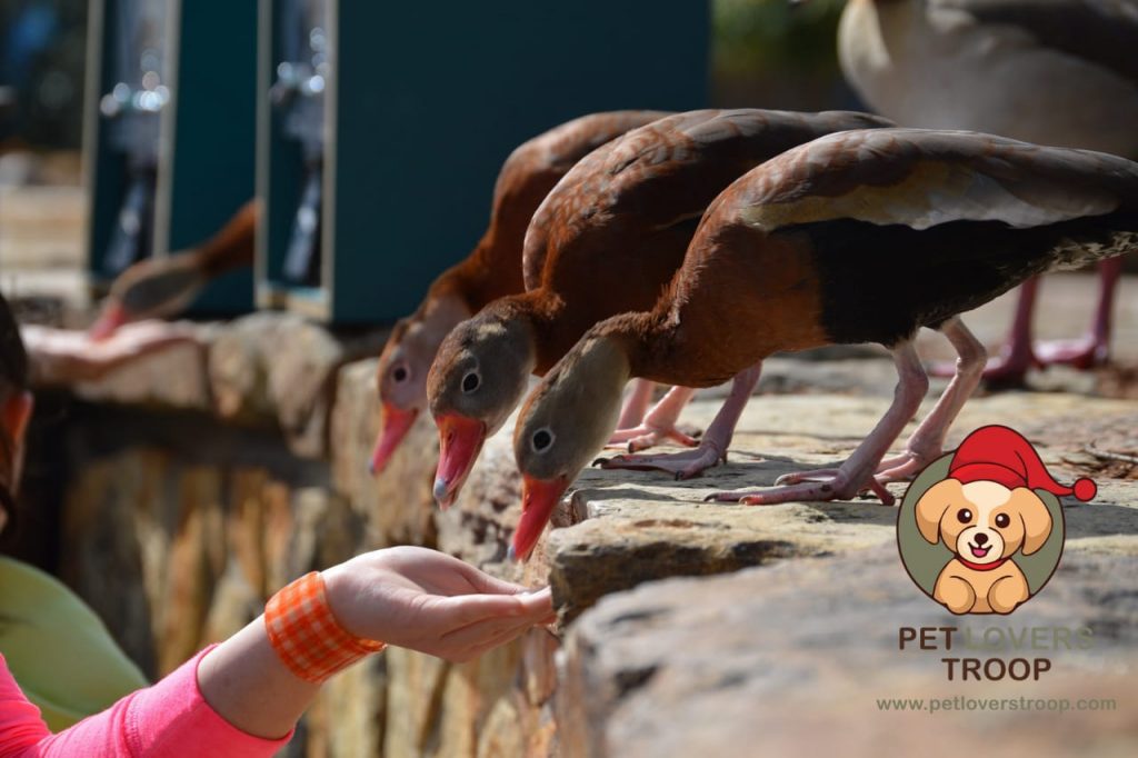 Duck feed nutrition