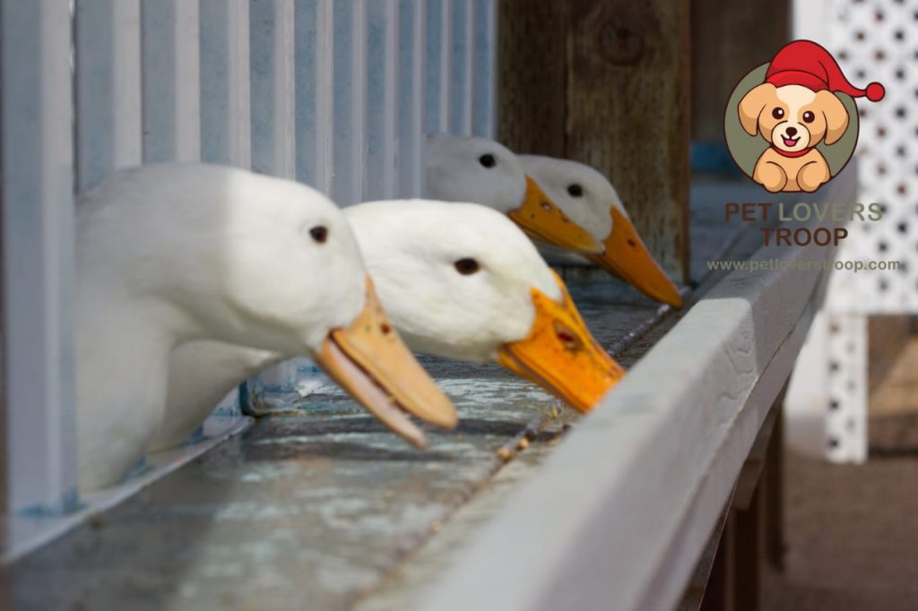 Duck feed