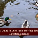 Duck feed
