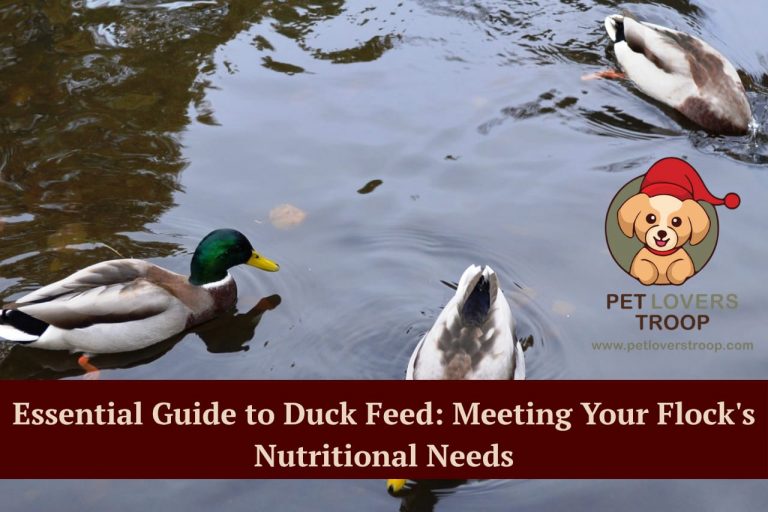 Duck feed