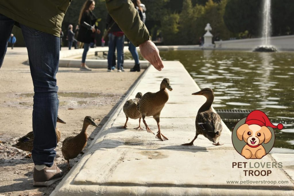 Duck feed ingredients