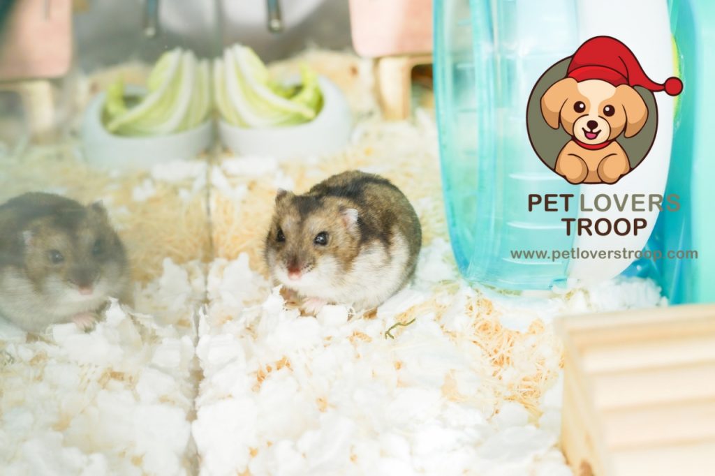 Hamster hideout ideas