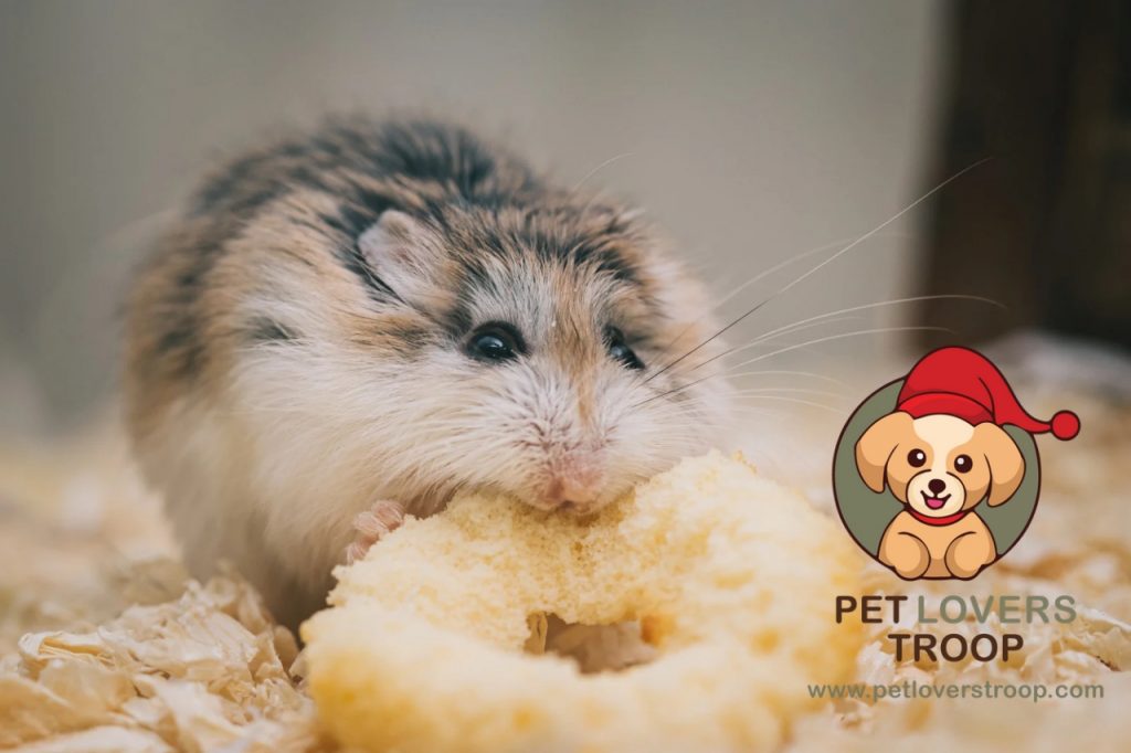 Hamster burrowing substrates