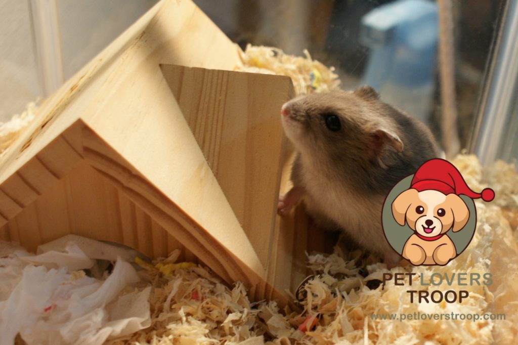 Natural hamster habitat