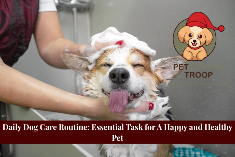 daily dog care routine