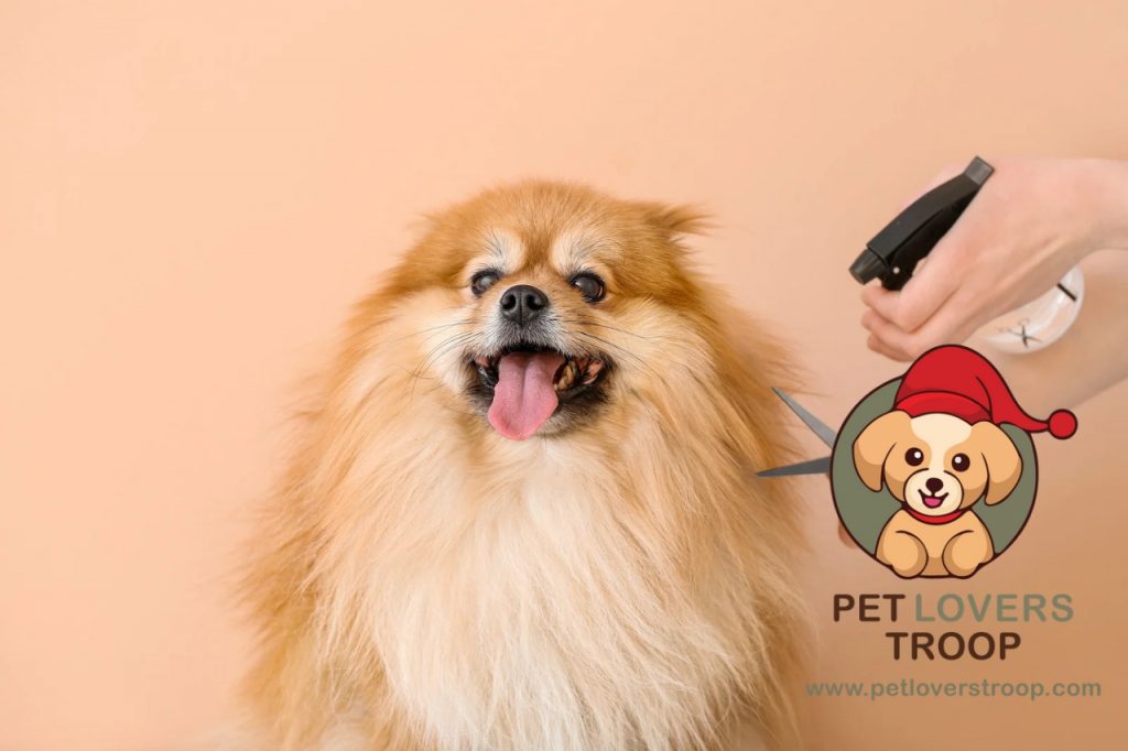 dog grooming tips